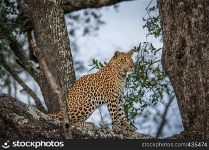 Leopard sitting in a tree in the Okavango delta, Botswana.