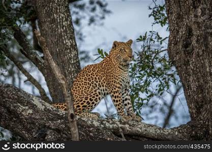 Leopard sitting in a tree in the Okavango delta, Botswana.