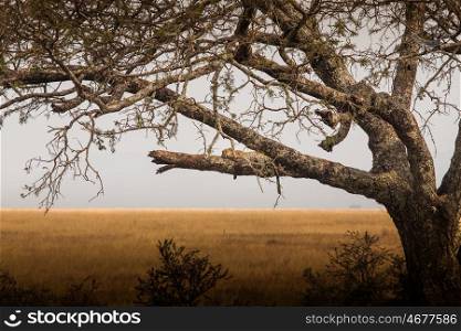 Leopard sleeping on tree