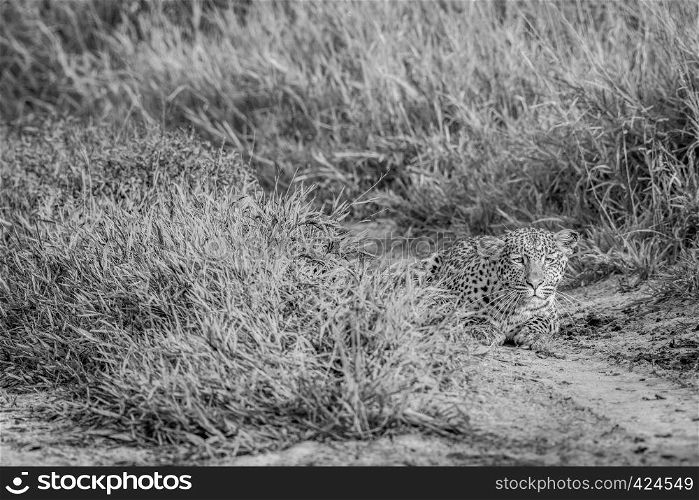 Leopard stalking in black and white in the Central Khalahari, Botswana.