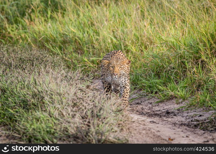 Leopard stalking in the Central Khalahari, Botswana.