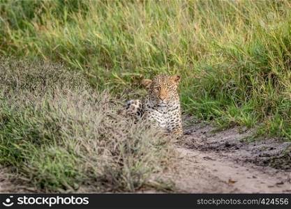 Leopard stalking in the Central Khalahari, Botswana.