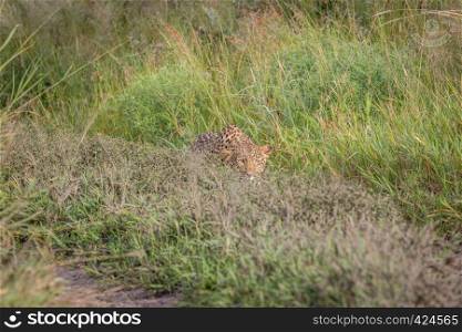 Leopard stalking in the Central Khalahari, Botswana.