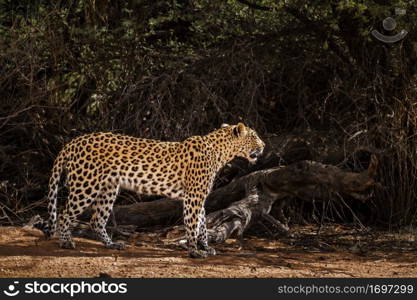 Leopard standing in front of a bush in Kgalagadi transfrontier park, South Africa; specie Panthera pardus family of Felidae. Leopard in Kgalagadi transfrontier park, South Africa