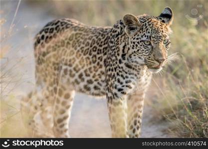 Leopard standing in the sand in the Kruger National Park, South Africa.