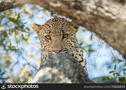 Leopard starring at the camera