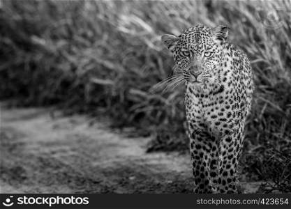 Leopard starring at the camera in black and white in the Central Khalahari, Botswana.