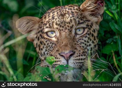 Leopard starring at the camera in the Central Khalahari, Botswana.