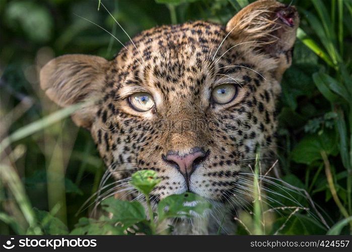 Leopard starring at the camera in the Central Khalahari, Botswana.