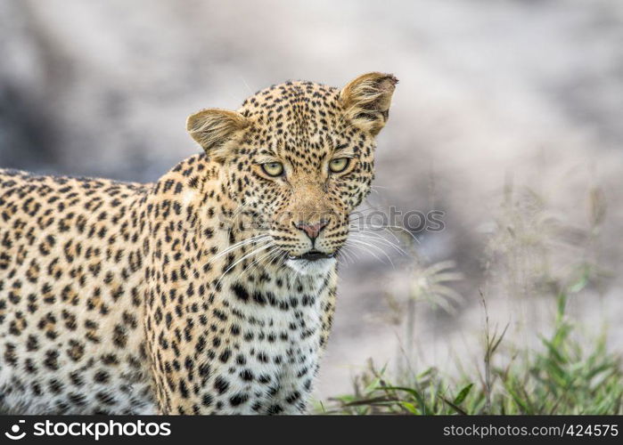 Leopard starring at the camera in the Central Khalahari, Botswana.