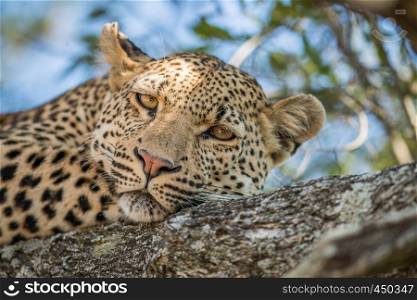 Leopard starring in a tree in the Kruger National Park, South Africa.