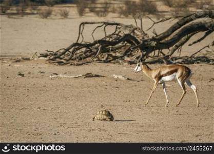 Leopard tortoise and  Springbok in Kgalagari transfrontier park, South Africa   Specie Stigmochelys pardalis family of Testudinidae  and specie Antidorcas marsupialis family of Bovidae. Leopard tortoise and Springbok in Kgalagadi transfrontier park, South Africa