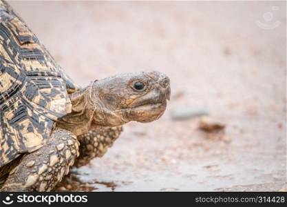 Leopard tortoise close up in the Kruger National Park, South Africa.
