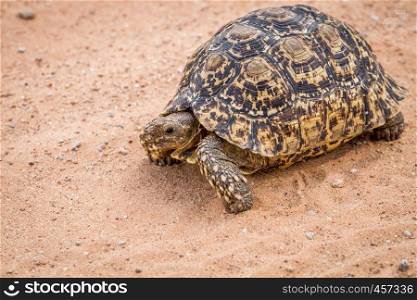 Leopard tortoise in the sand in the Kalagadi Transfrontier Park, South Africa.