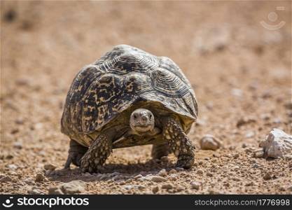 Leopard tortoise walking front view in desert in Kgalagadi transfrontier park, South Africa ; Specie Stigmochelys pardalis family of Testudinidae. Leopard tortoise in Kgalagadi transfrontier park, South Africa