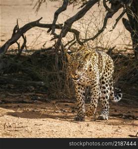 Leopard walking front view in dry land in Kgalagadi transfrontier park, South Africa; specie Panthera pardus family of Felidae. Leopard in Kgalagadi transfrontier park, South Africa