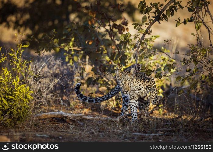 Leopard walking in front view in Kruger National park, South Africa ; Specie Panthera pardus family of Felidae. Leopard in Kruger National park, South Africa