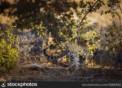 Leopard walking in front view in Kruger National park, South Africa ; Specie Panthera pardus family of Felidae. Leopard in Kruger National park, South Africa