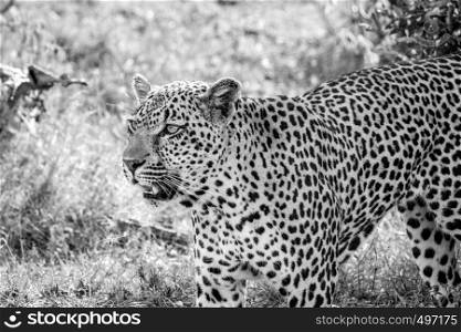 Leopard walking in the grass in black and white in the Kruger National Park, South Africa.