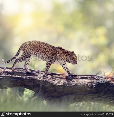 Leopard walking on a tree in the woods