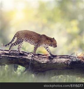 Leopard walking on a tree in the woods