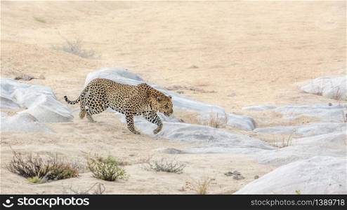 Leopard walking on sandy riverbank in Kruger National park, South Africa ; Specie Panthera pardus family of Felidae. Leopard in Kruger National park, South Africa