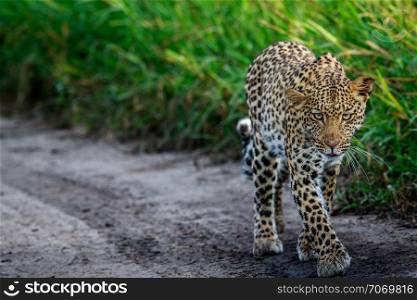 Leopard walking towards the camera