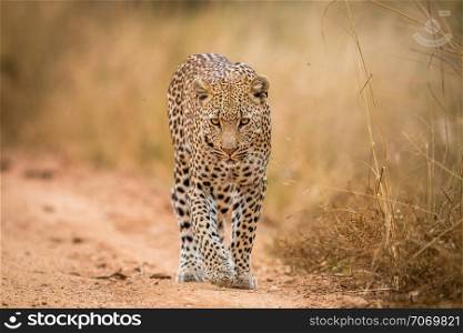 Leopard walking towards the camera