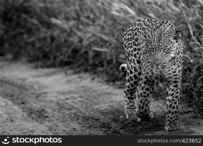 Leopard walking towards the camera in black and white in the Central Khalahari, Botswana.