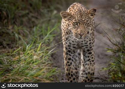 Leopard walking towards the camera in the Central Kalahari, Botswana.