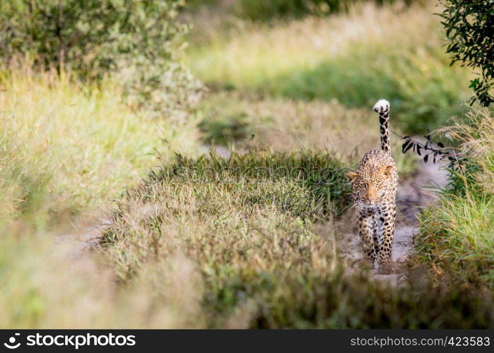 Leopard walking towards the camera in the Central Khalahari, Botswana.