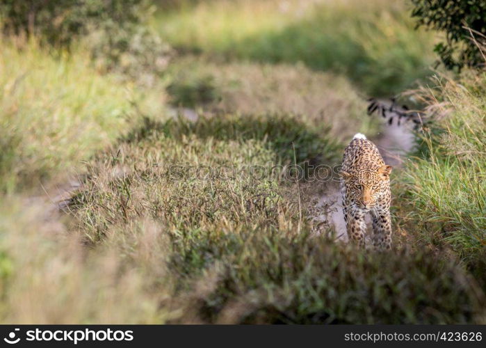 Leopard walking towards the camera in the Central Khalahari, Botswana.