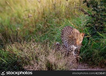 Leopard walking towards the camera in the Central Khalahari, Botswana.