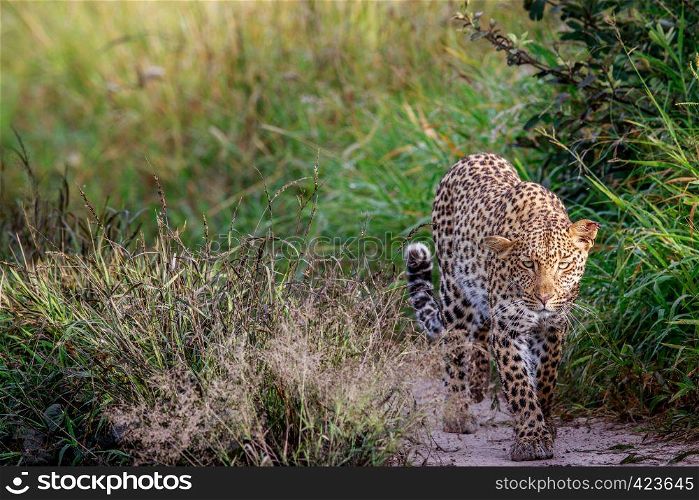 Leopard walking towards the camera in the Central Khalahari, Botswana.