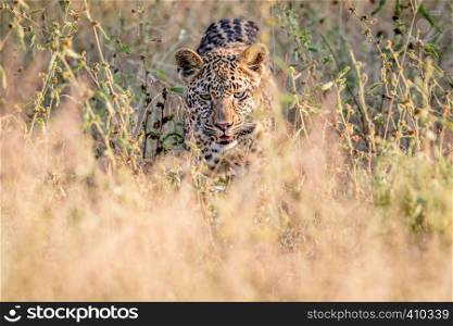 Leopard walking towards the camera in the high grass in the Kruger National Park, South Africa.