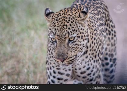Leopard walking towards the camera in the Kruger National Park, South Africa,
