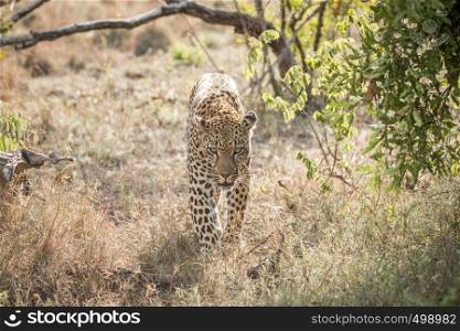 Leopard walking towards the camera in the Kruger National Park, South Africa.
