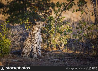 Leopard watching a prey in a tree in Kruger National park, South Africa ; Specie Panthera pardus family of Felidae. Leopard in Kruger National park, South Africa