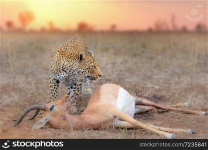 Leopard with a kill at sunset in the wilderness