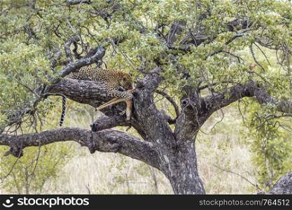 Leopard with kill on a tree in Kruger National park, South Africa ; Specie Panthera pardus family of Felidae. Leopard in Kruger National park, South Africa