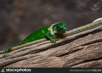 Lesser Antillean Green Iguana  Iguana delicatissima  on wood