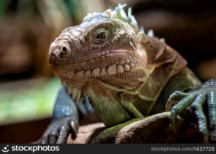 Lesser Antillean iguana, a critically endangered large arboreal lizard.. Lesser Antillean iguana, a critically endangered large arboreal lizard
