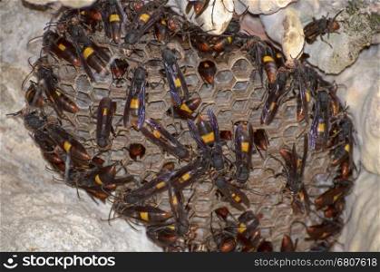 Lesser banded hornet (Vespa affinis) are building a new nest on the wall of cave in Thailand.