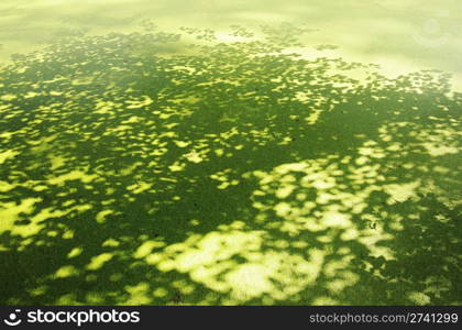 lesser duckweed and shadow of beech tree