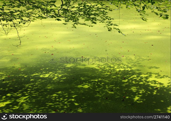 Lesser duckweed with branches of beech tree and shadows