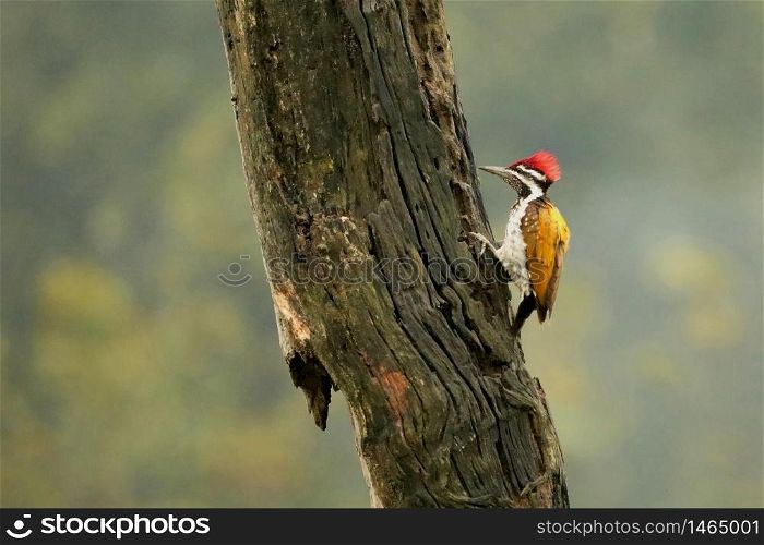 Lesser Flameback Woodpecker, Dinopium benghalense,, Bandipur National Park, Karnataka, India