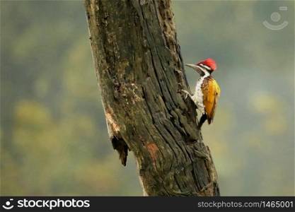 Lesser Flameback Woodpecker, Dinopium benghalense,, Bandipur National Park, Karnataka, India