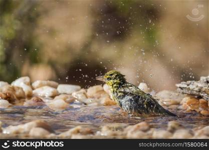 Lesser Masked Weaver bathing in waterhole in Kruger National park, South Africa ; Specie Ploceus intermedius family of Ploceidae. Lesser Masked Weaver in Kruger National park, South Africa