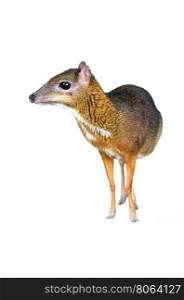 lesser mouse deer isolated on white background