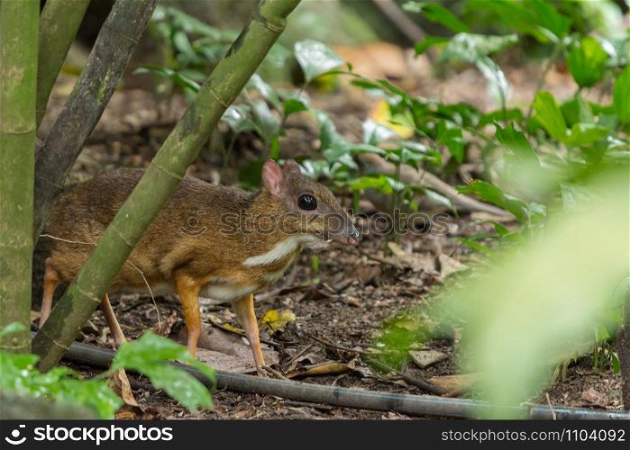 Lesser Mouse Deer (Tragulus javanicus) hiding behind a tree. A species of even-toed ungulate in the family Tragulidae.